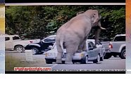 Caught on tape: Wild elephants trample automobiles,...