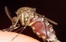 malaria